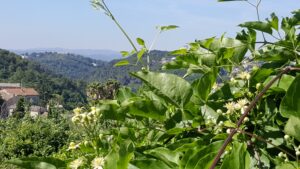 clematis-sauvage-fleurs-de-bach-recette