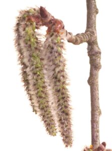 ASPEN-ANGOISSES-ANXIETE-PEUR-REMEDE-NATUREL-FLEUR-DE-BACH