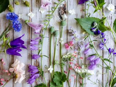 botanique-reconnaitre-graton-fleurs-de-bach-formation