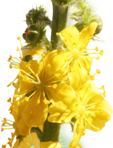 FLEUR-BACH-AGRIMONY-AIGREMOINE-HEALINGHERBS-JULIAN-BARNARD