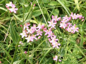 FLEUR-BACH-CENTAURY-CENTAUREE-HEALINGHERBS-JULIAN-BARNARD