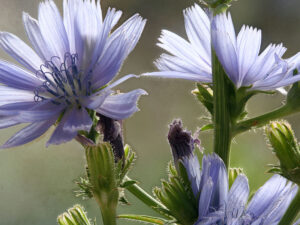 FLEUR-BACH-CHICORY-CHICOREE-HEALINGHERBS-JULIAN-BARNARD