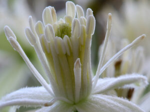 FLEUR-BACH-CLEMATIS-CLEMATITE-HEALINGHERBS-JULIAN-BARNARD