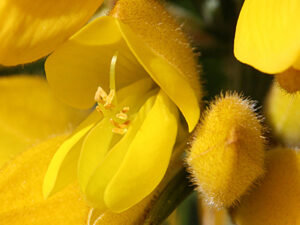 FLEUR-BACH-GORSE-AJONC-HEALINGHERBS-JULIAN-BARNARD