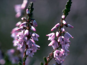 FLEUR-BACH-HEATHER-BRUYERE-HEALINGHERBS-JULIAN-BARNARD