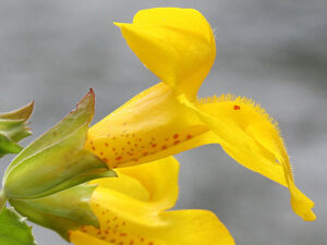 FLEUR-BACH-MIMULUS-MIMULE-HEALINGHERBS-JULIAN-BARNARD