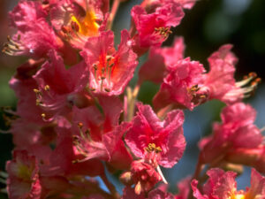 FLEUR-BACH-RED-CHESTNUT-MARRONNIER-ROUGE-HEALINGHERBS-JULIAN-BARNARD