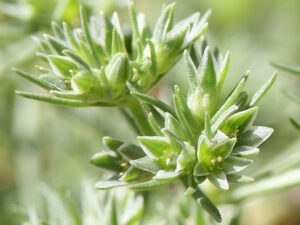 FLEUR-BACH-SCLERANTHUS-ALENE-HEALINGHERBS-JULIAN-BARNARD