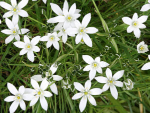 FLEUR-BACH-STAR-OF-BETHLEHEM-ETOILE-DE-BETHLEHEM-HEALINGHERBS-JULIAN-BARNARD