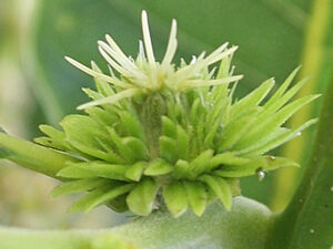 FLEUR-BACH-SWEET-CHESTNUT-CHATAIGNER-HEALINGHERBS-JULIAN-BARNARD