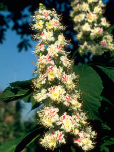 FLEUR-BACH-WHITE-CHESTNUT-MARRONNIER-BLANC-HEALINGHERBS-JULIAN-BARNARD