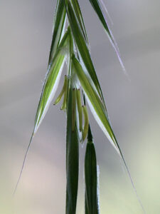 FLEUR-BACH-WILD-OAT-FOLLE-AVOINE-HEALINGHERBS-JULIAN-BARNARD