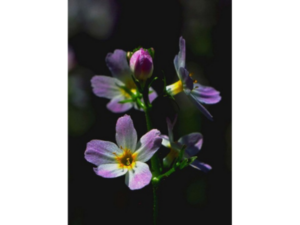 water-violet-helmut-maier-fleurs-de-bach-isolement-depression