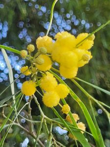 mimosa-lumiere-fevrier-hiver-fleurs-de-bach-stress-remedes-naturel-immunite-depression-menopause