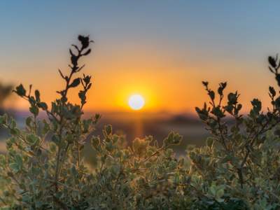 beaute-nature-hommage-vivant-dr-edward-bach-fleurs-de-bach