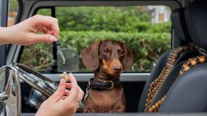 rescue-pets-chien-stress-voyage-animal