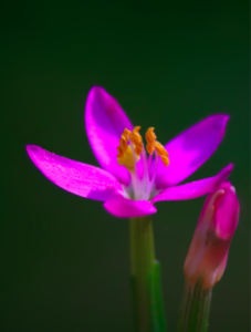 centaury