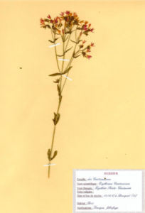 centaury