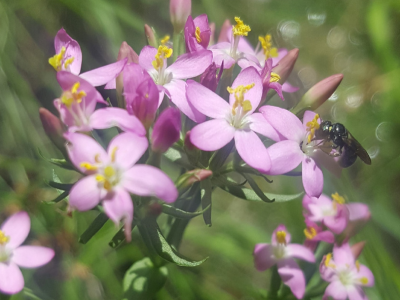 centaury-virginie-lucet