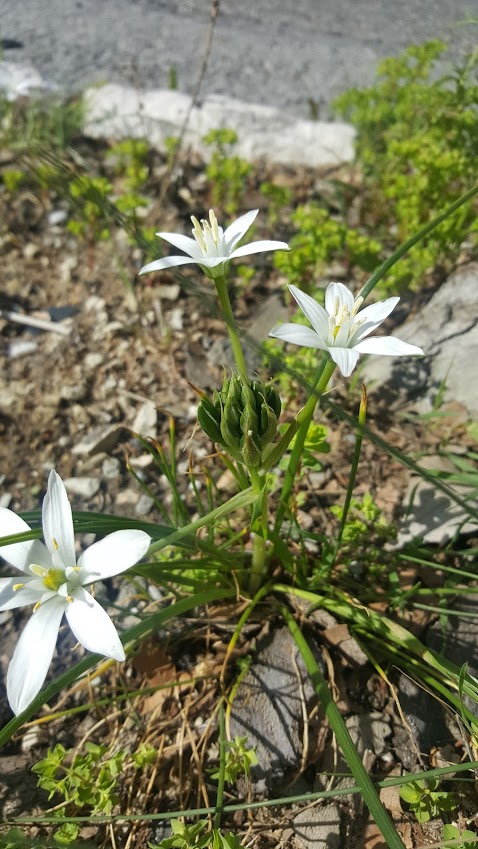 STAR OF BETHLEHEM 