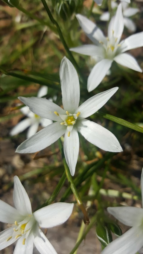 STAR OF BETHLEHEM 