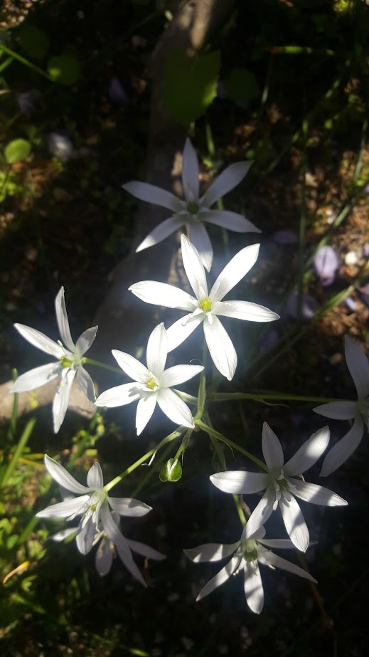 STAR OF BETHLEHEM 