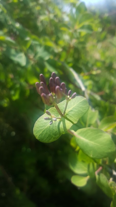 Honeysuckle