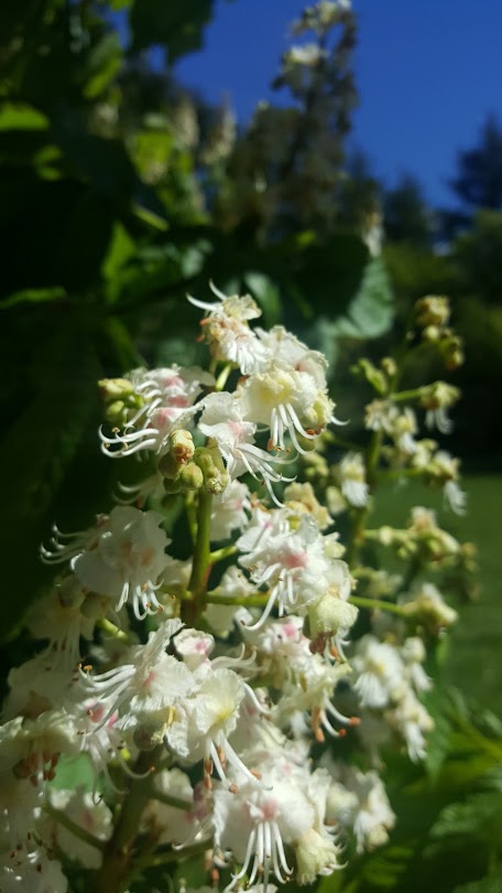 White Chestnut