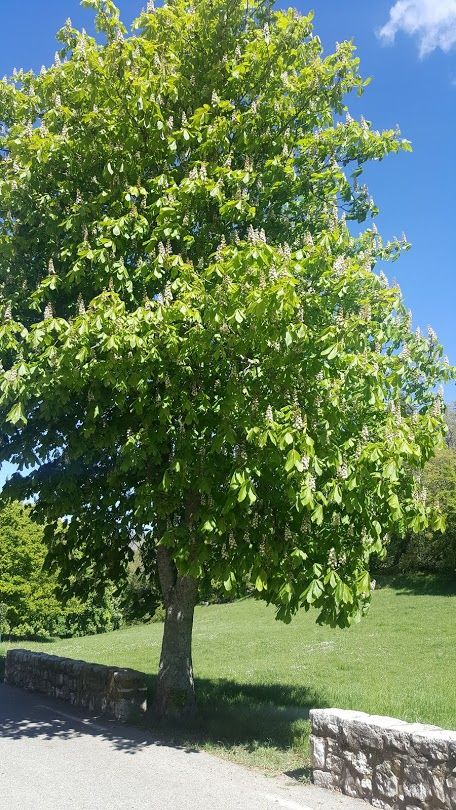 White Chestnut