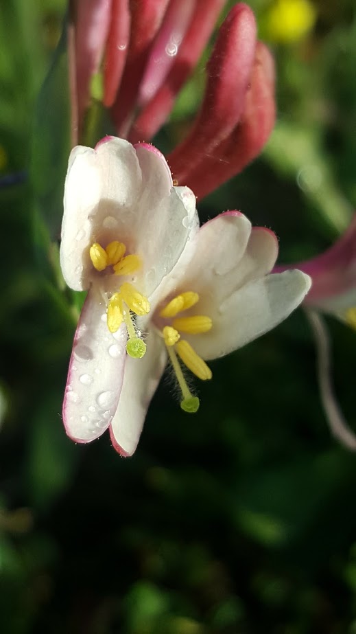 Honeysuckle