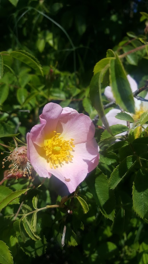 wild rose