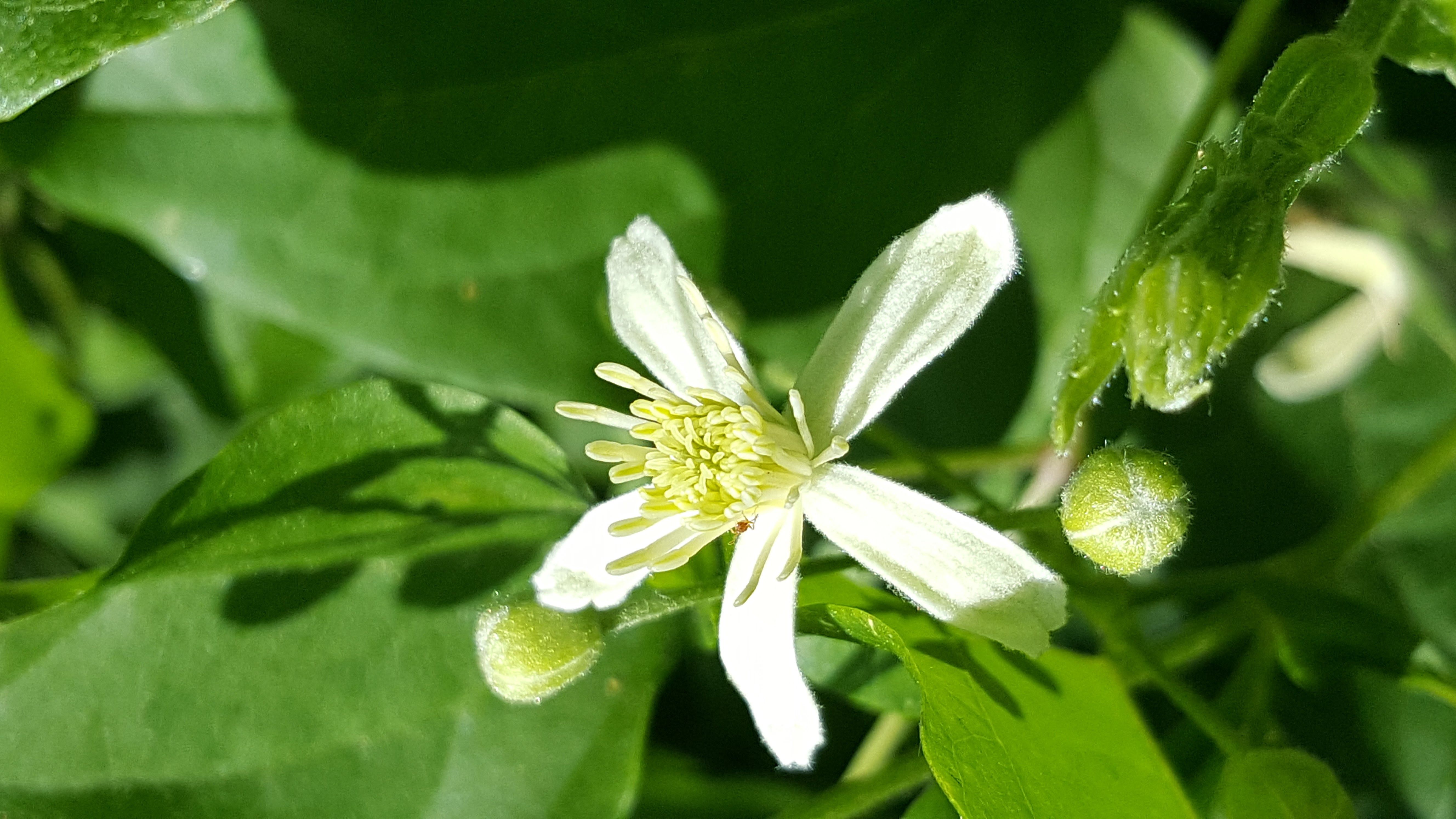 Clematis