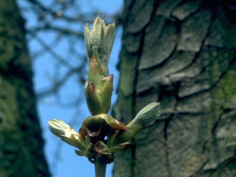 chestnut bud