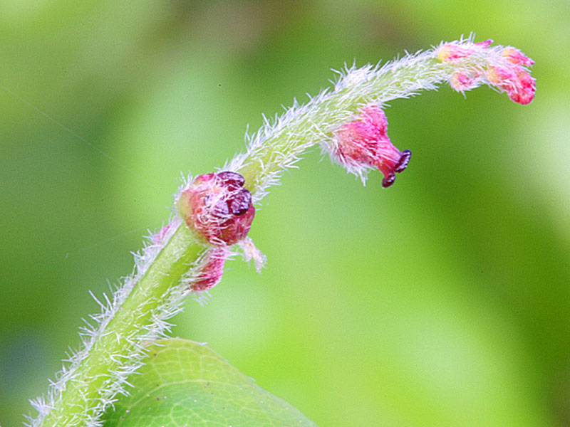 Oak, fleurs femelles