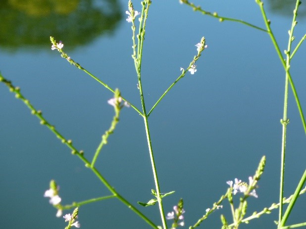 VERVAIN