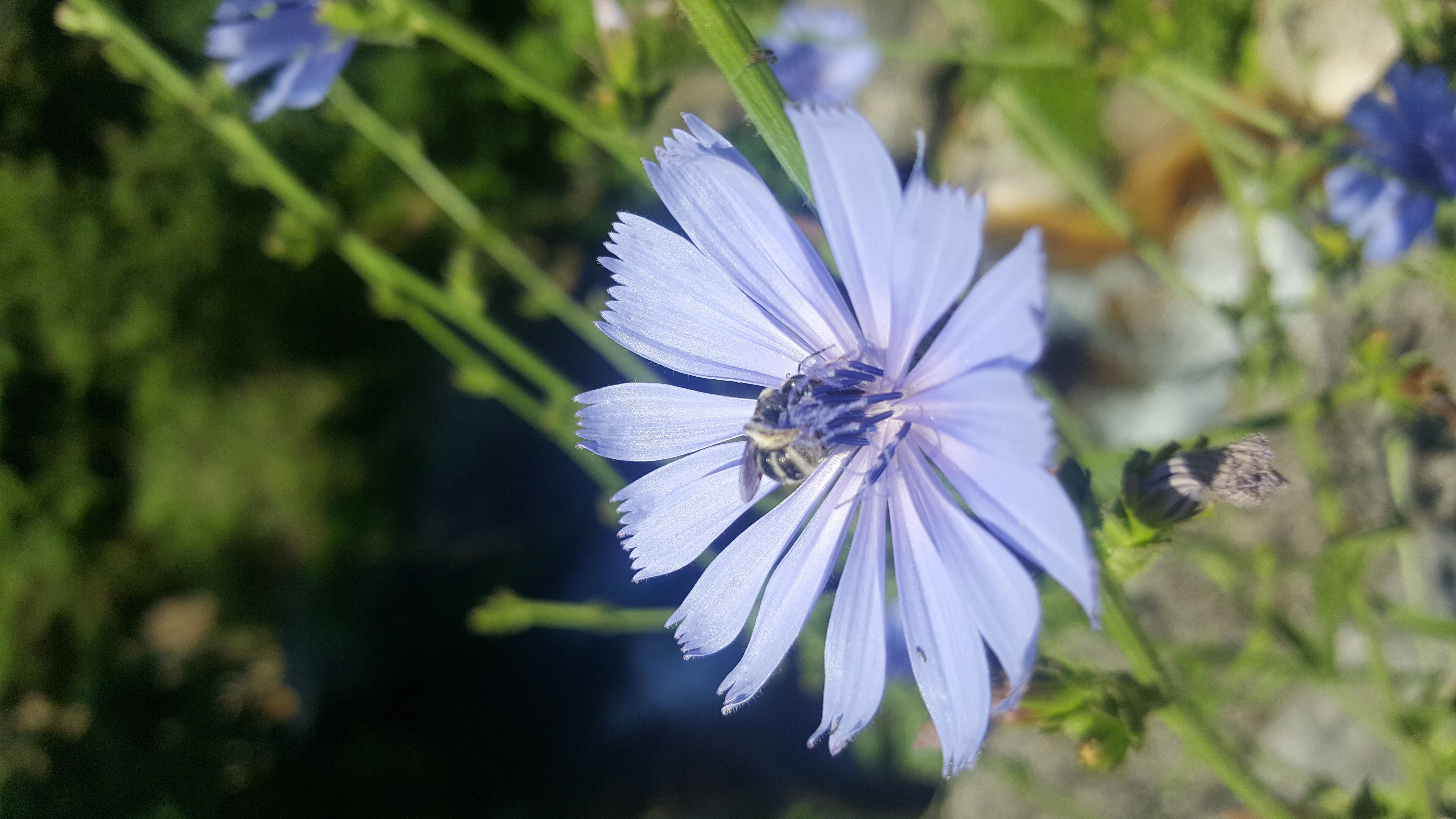 chicory 